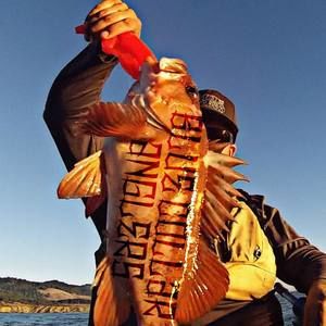 Meet your Posher, Adam